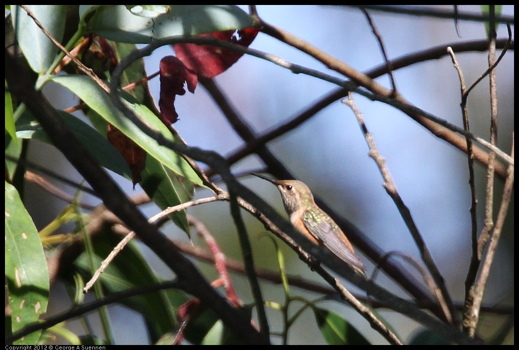 0616-085246-03.jpg - Allen's Hummingbird