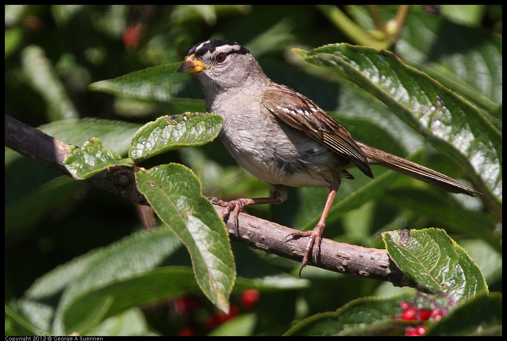 0616-085623-01.jpg - White-crowned Sparrow