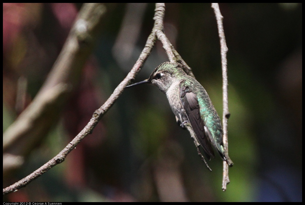 0616-085845-02.jpg - Anna's Hummingbird