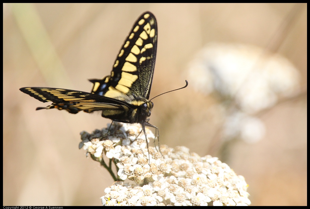 0616-090211-01.jpg - Swallowtail Butterfly