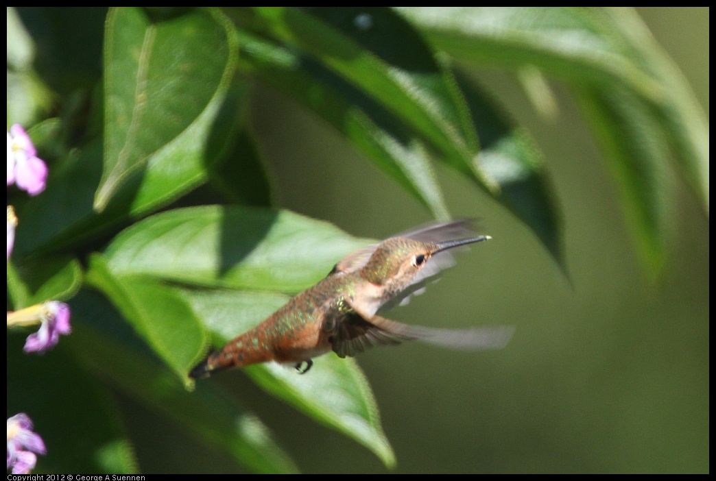 0616-090232-01.jpg - Allen's Hummingbird