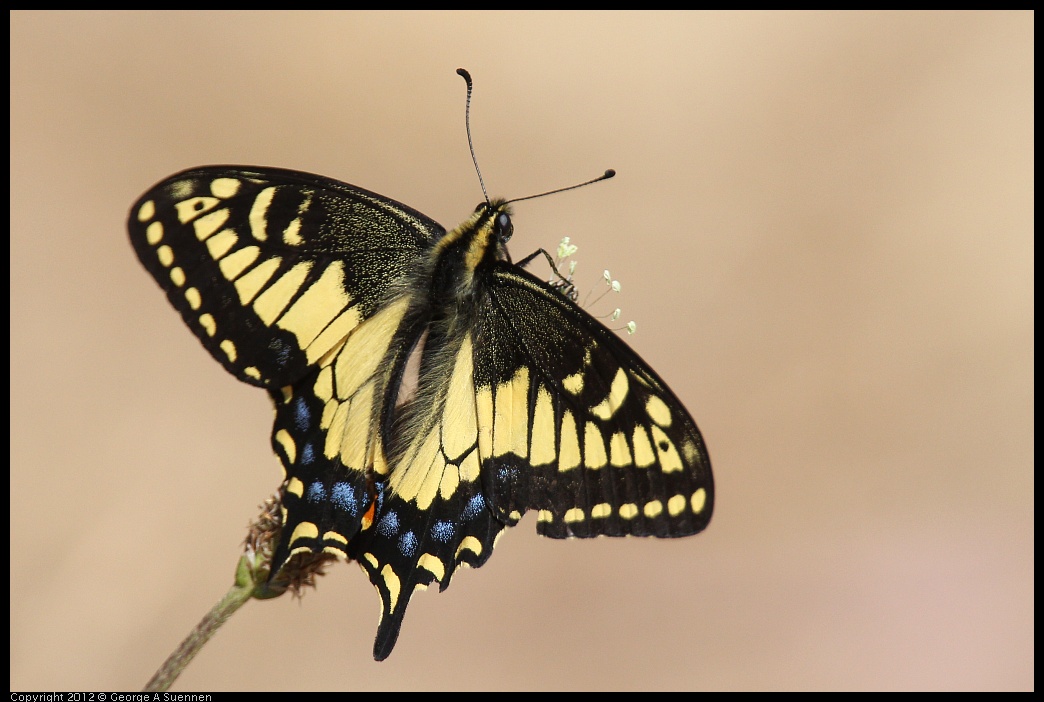 0616-090311-01.jpg - Swallowtail Butterfly