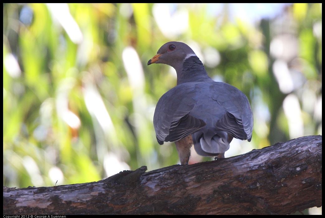 0616-091137-02.jpg - Band-tailed Pigeon