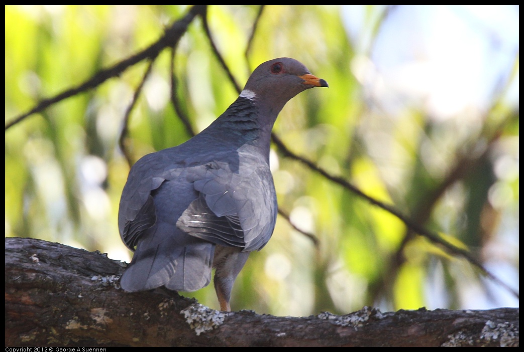 0616-091139-01.jpg - Band-tailed Pigeon