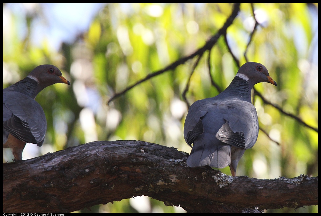 0616-091154-05.jpg - Band-tailed Pigeon