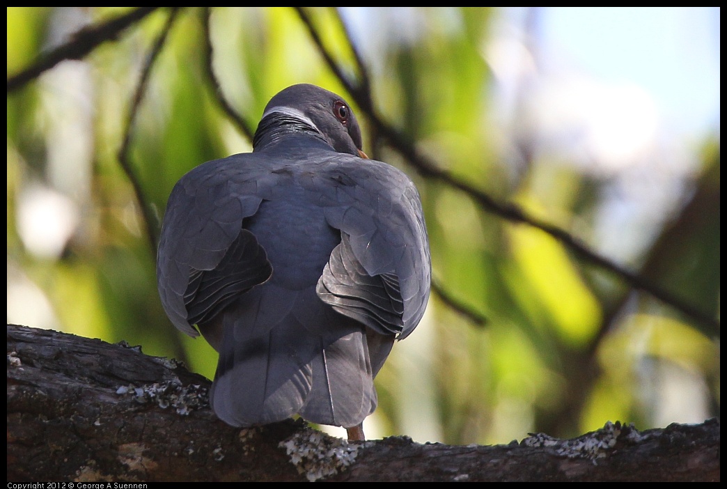 0616-091208-01.jpg - Band-tailed Pigeon