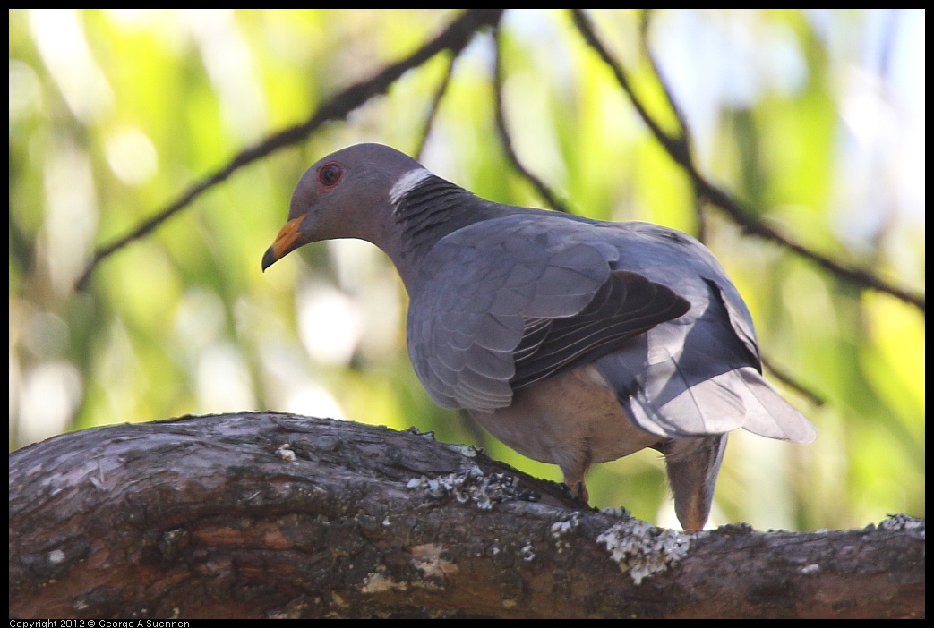 0616-091218-02.jpg - Band-tailed Pigeon