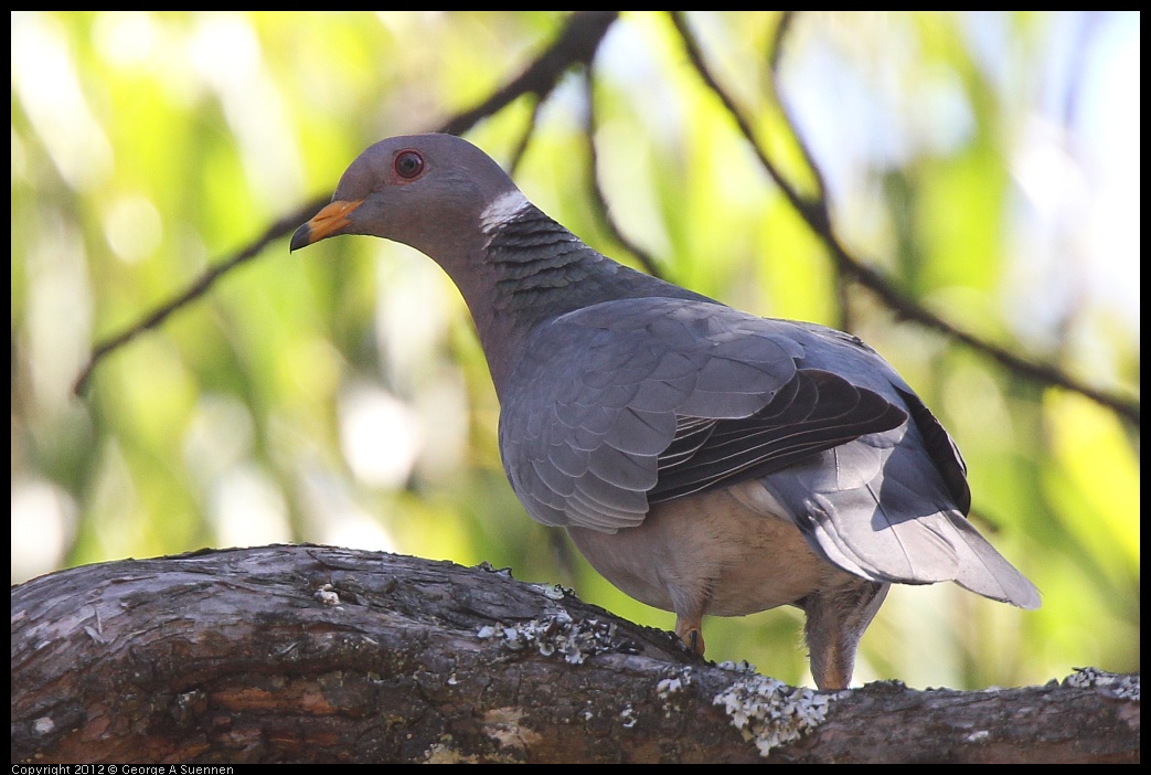 0616-091218-04.jpg - Band-tailed Pigeon