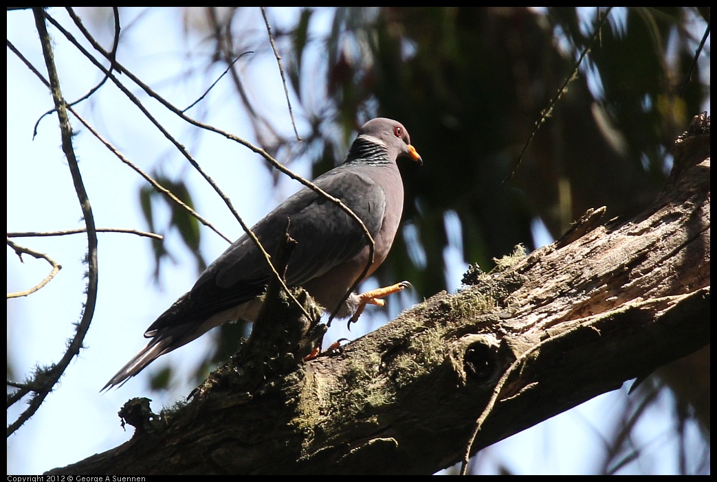 0616-091241-03.jpg - Band-tailed Pigeon