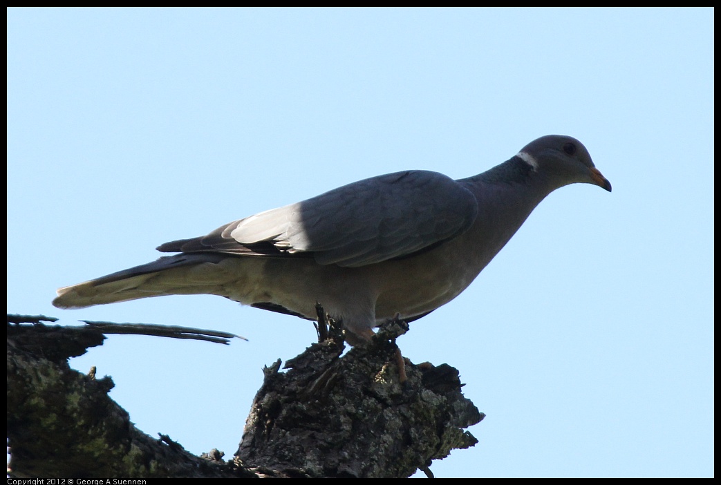 0616-091906-01.jpg - Eurasian Collared-Dove