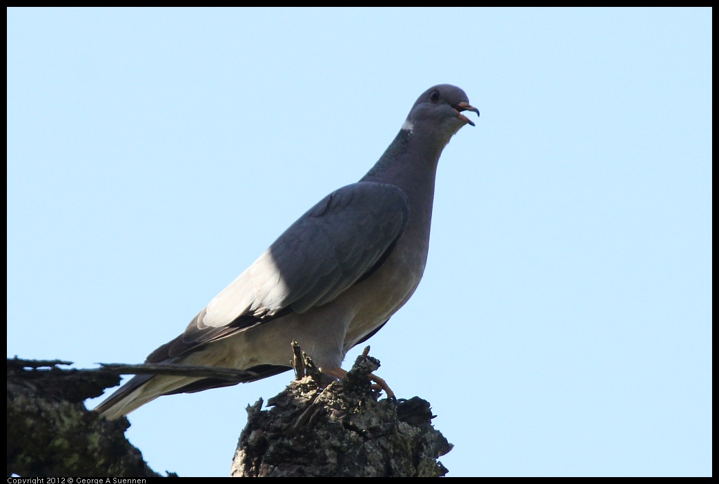 0616-092032-01.jpg - Eurasian Collared-Dove
