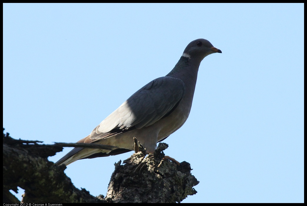 0616-092139-01.jpg - Eurasian Collared-Dove