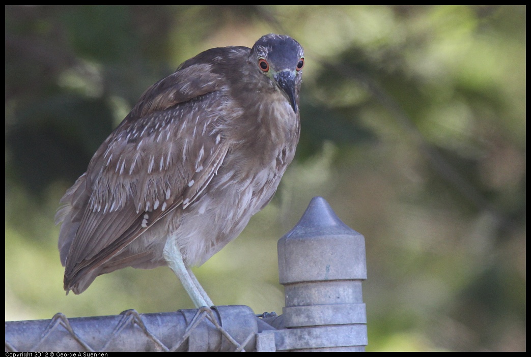 0619-083242-01.jpg - Black-crowned Night Heron Juvenile