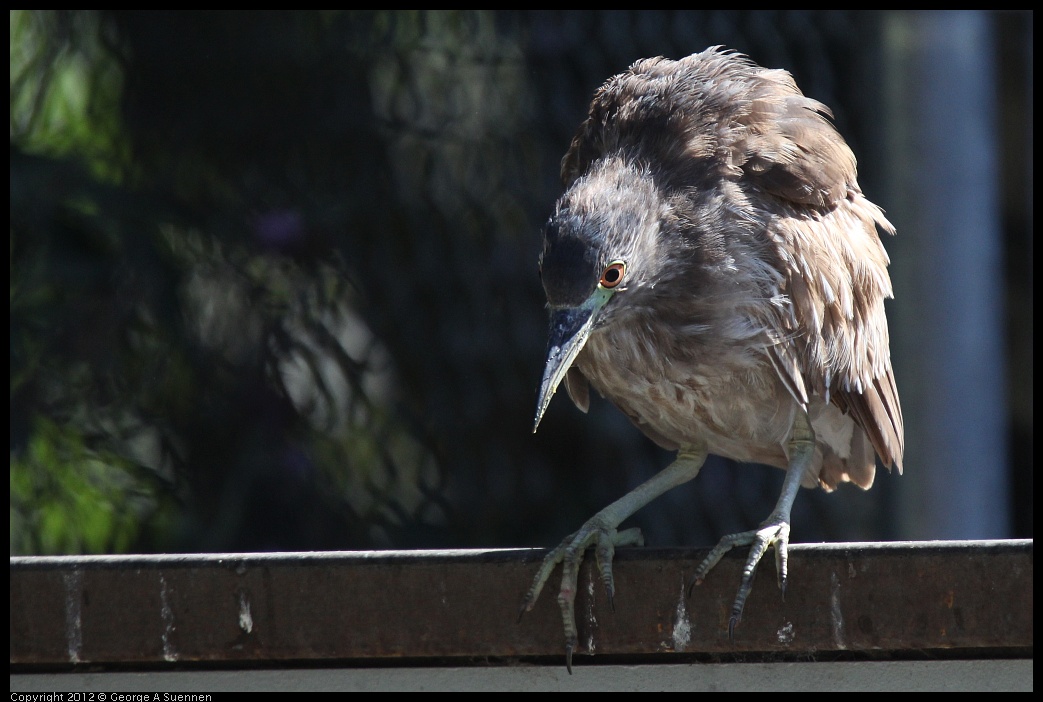 0619-083247-01.jpg - Black-crowned Night Heron Juvenile