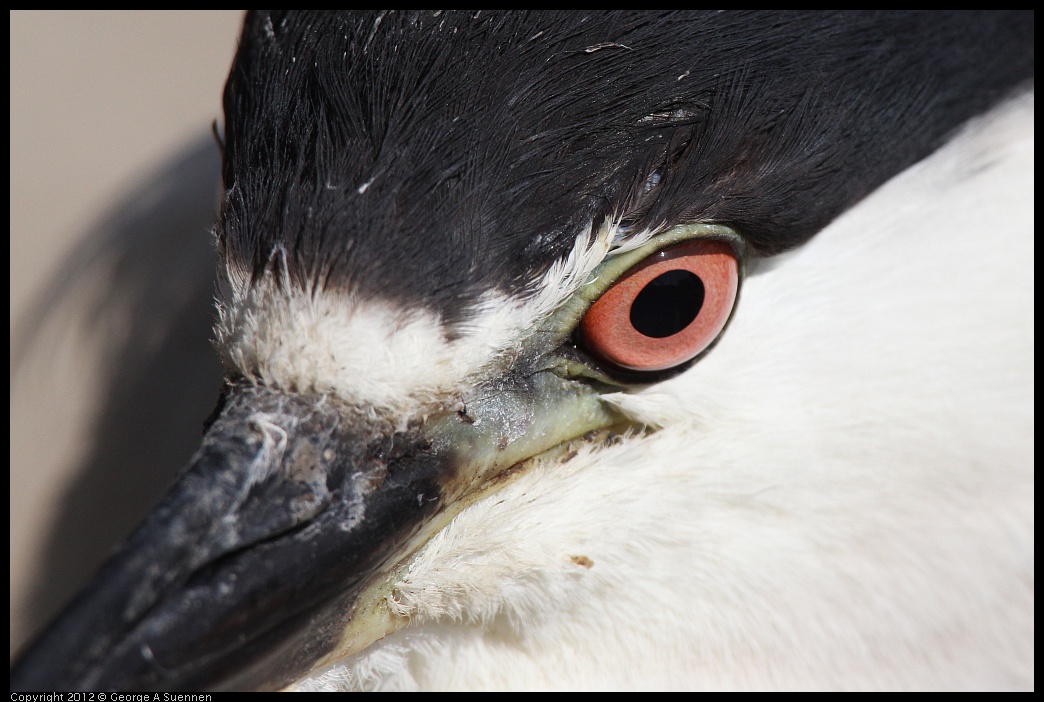 0619-084050-01.jpg - Black-crowned Night Heron