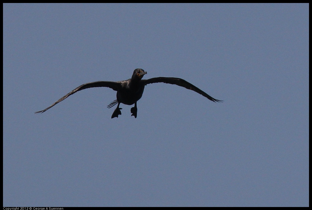 0619-090103-03.jpg - Double-crested Cormorant