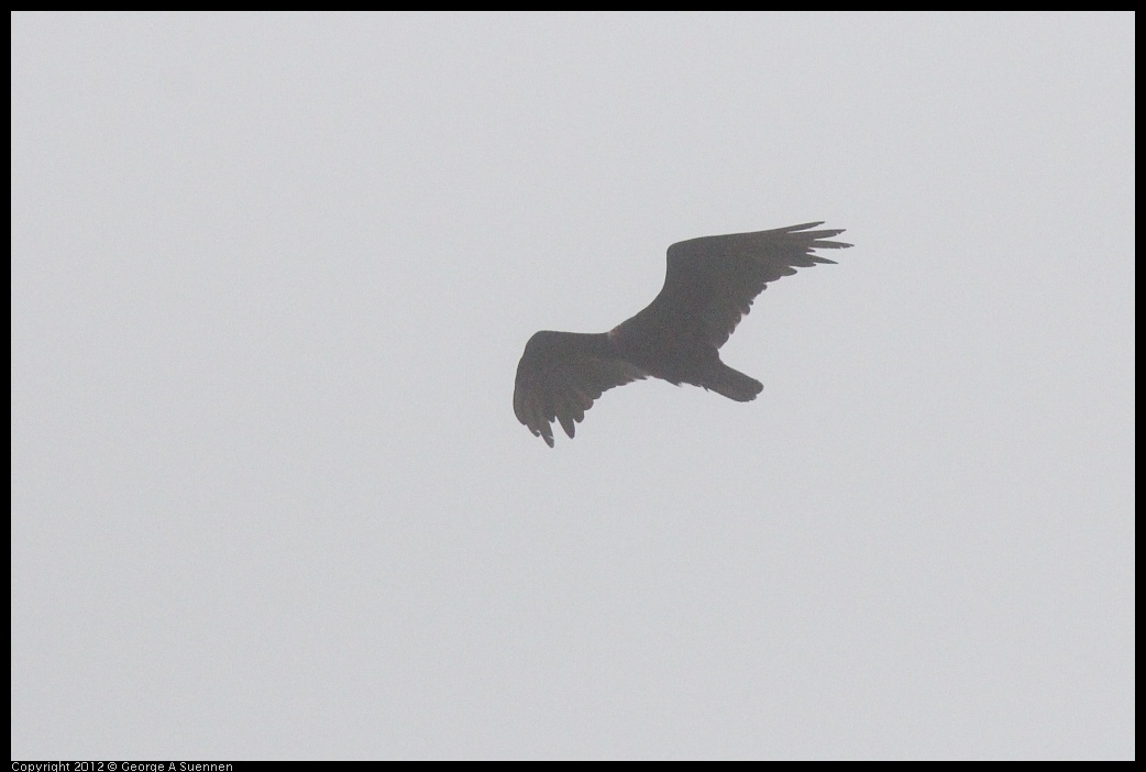 0622-075924-01.jpg - Turkey Vulture (Id purposes only)
