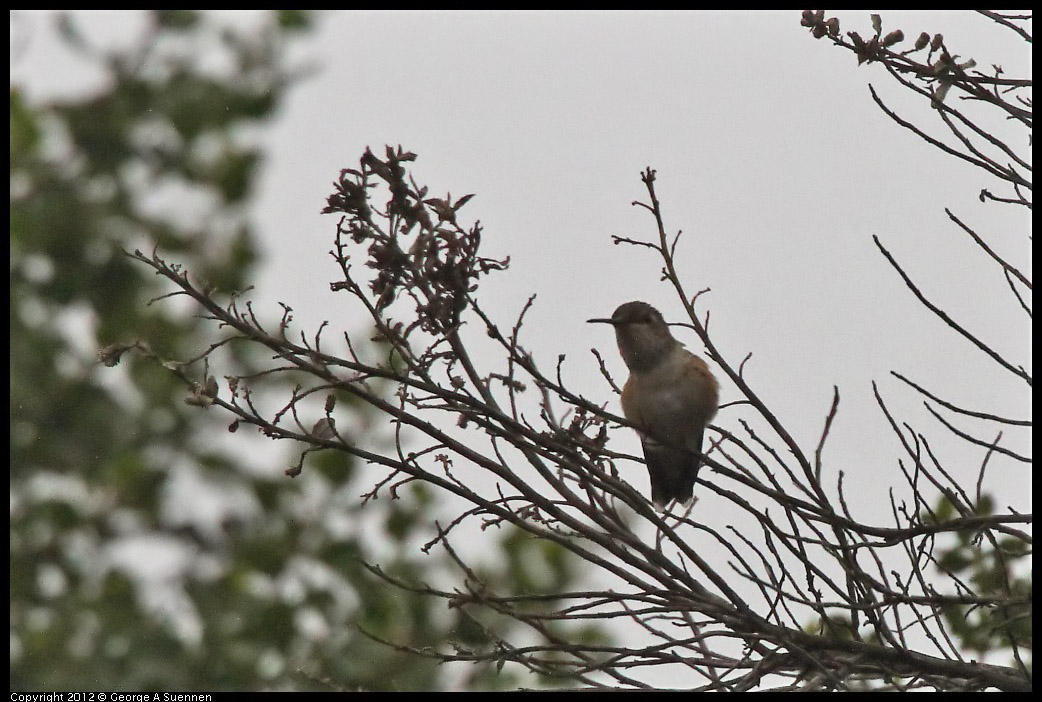 0622-081622-04.jpg - Allen's Hummingbird