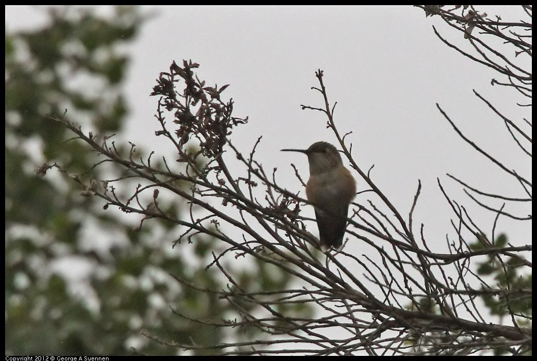 0622-081624-02.jpg - Allen's Hummingbird
