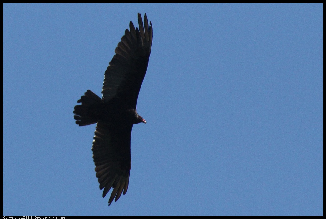 0627-081353-05.jpg - Turkey Vulture