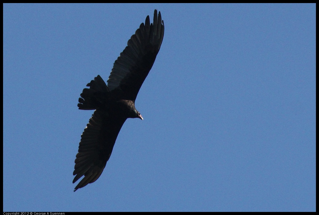 0627-081354-03.jpg - Turkey Vulture