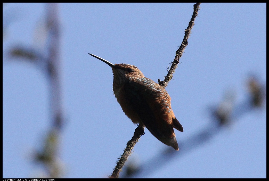 0627-081438-01.jpg - Allen's Hummingbird