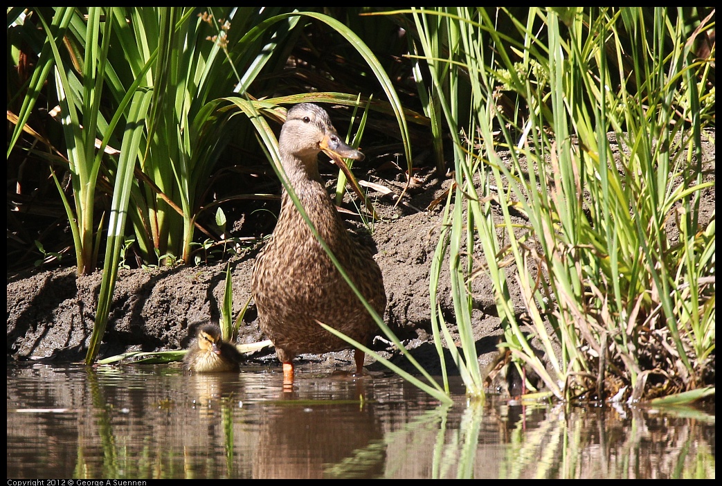 0627-084323-02.jpg - Mallard Mother and Duckling