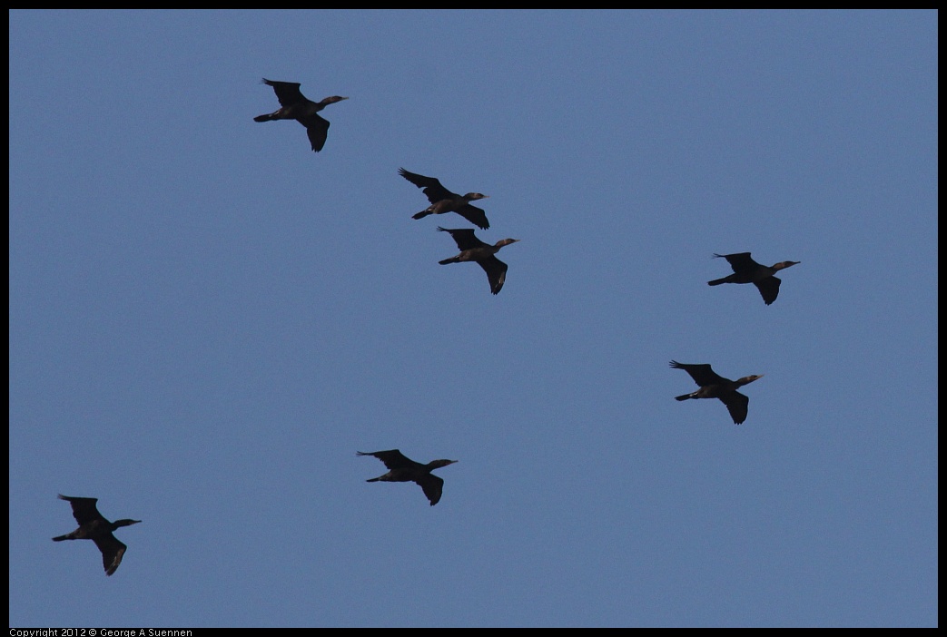 0703-063915-01.jpg - Double-crested Cormorants
