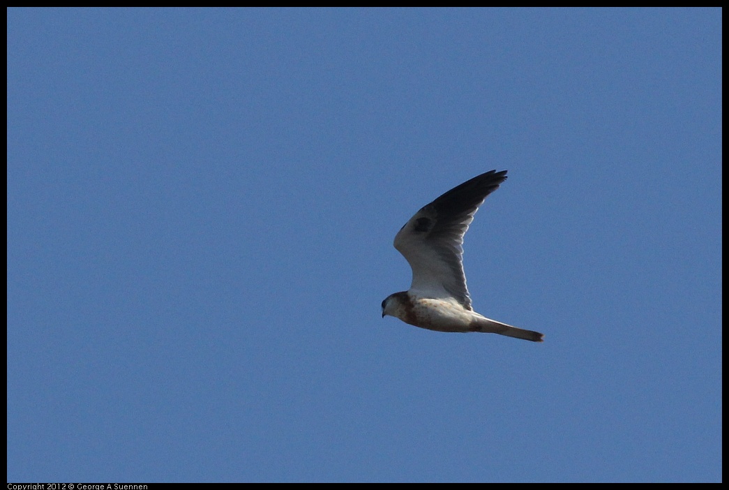 0703-065735-02.jpg - White-tailed Kite Juvenile