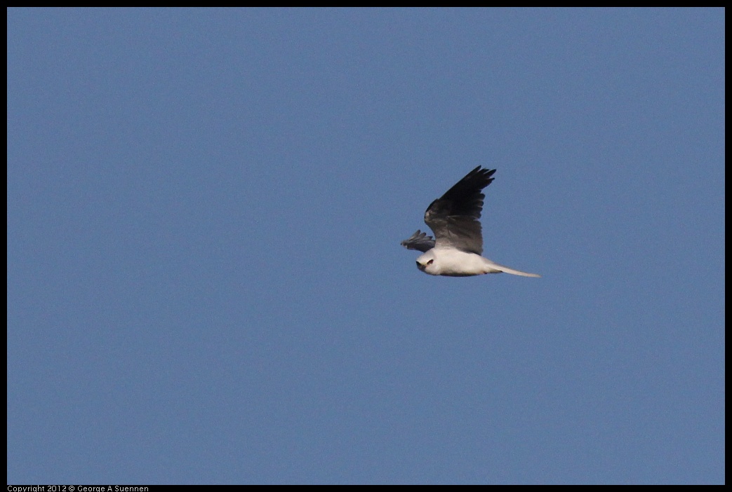 0703-070251-01.jpg - White-tailed Kite