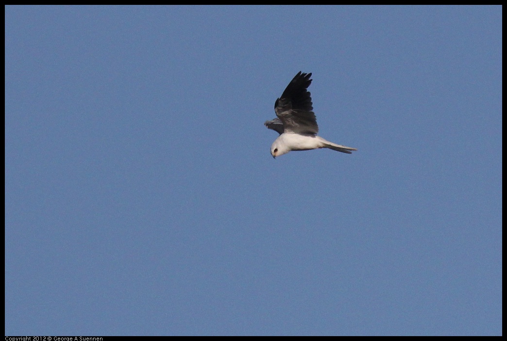 0703-070252-01.jpg - White-tailed Kite
