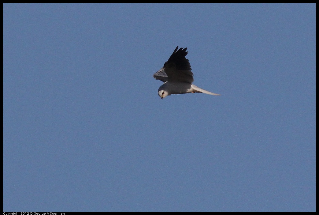 0703-070255-02.jpg - White-tailed Kite