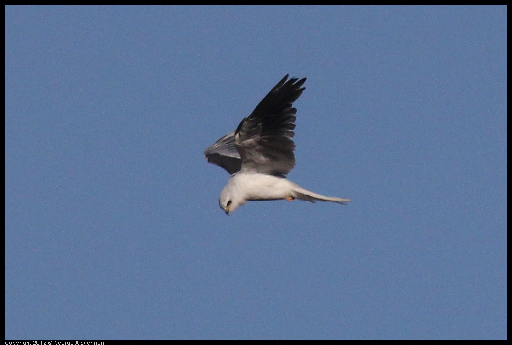 0703-070256-02.jpg - White-tailed Kite