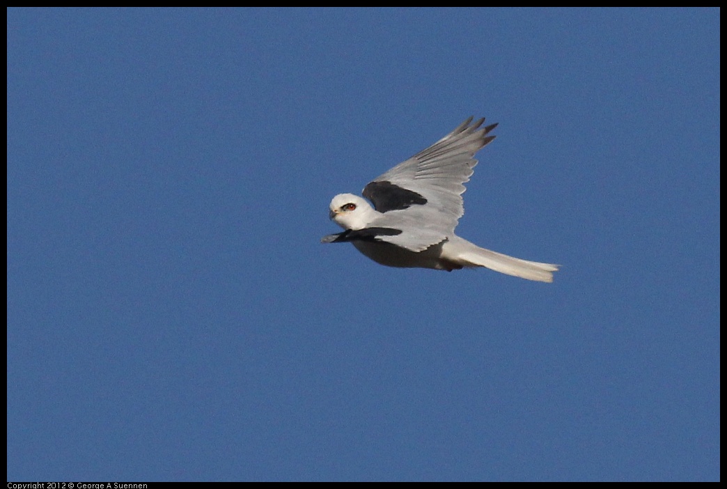 0703-070323-01.jpg - White-tailed Kite