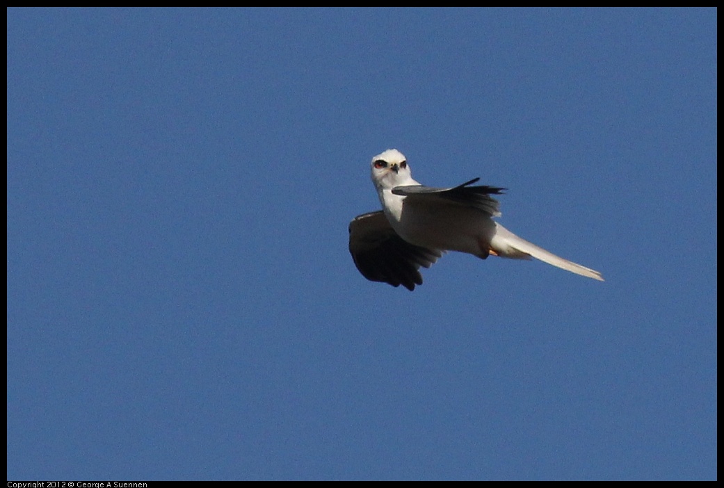 0703-070323-04.jpg - White-tailed Kite