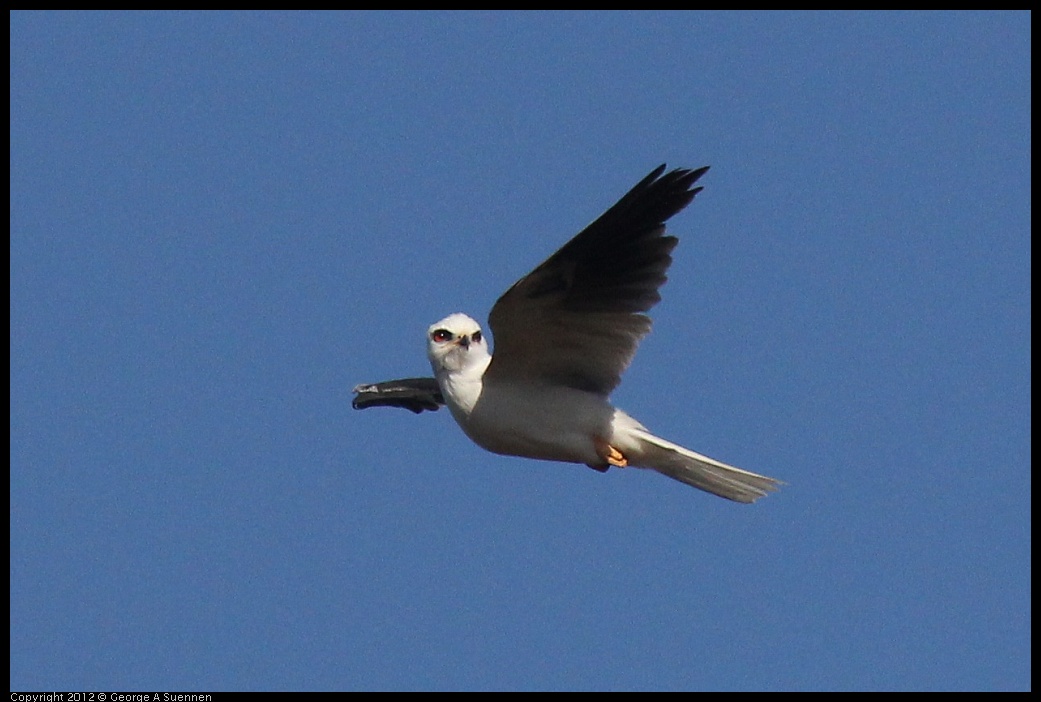 0703-070324-01.jpg - White-tailed Kite