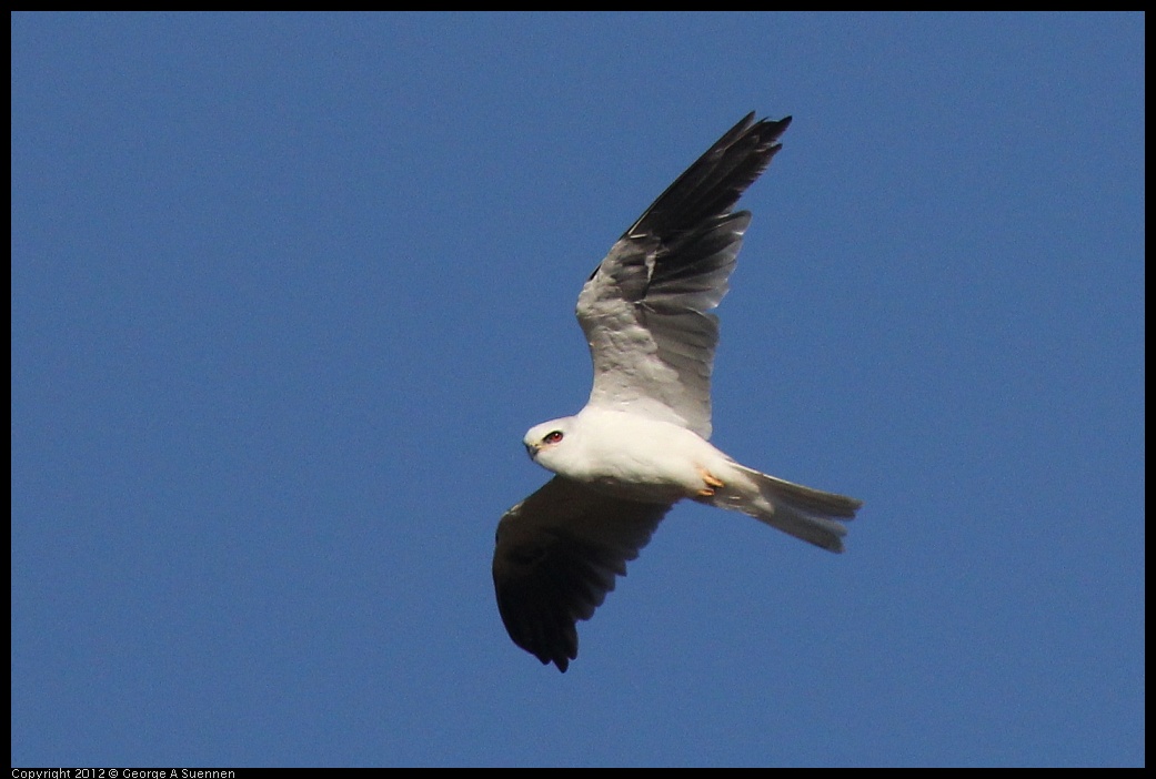 0703-070325-05.jpg - White-tailed Kite