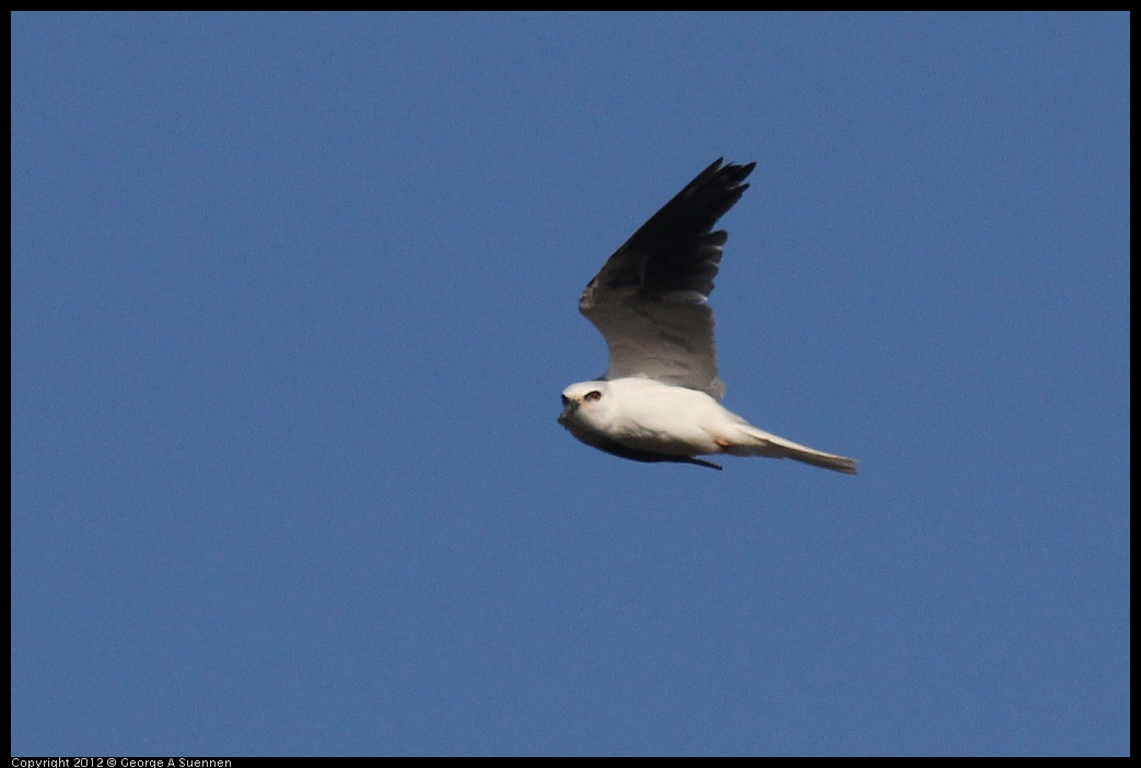 0703-070332-02.jpg - White-tailed Kite