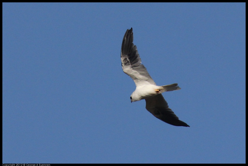 0703-070339-02.jpg - White-tailed Kite