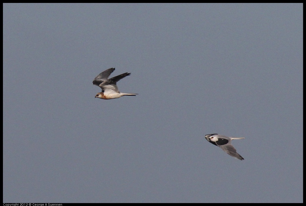 0703-070411-02.jpg - White-tailed Kite