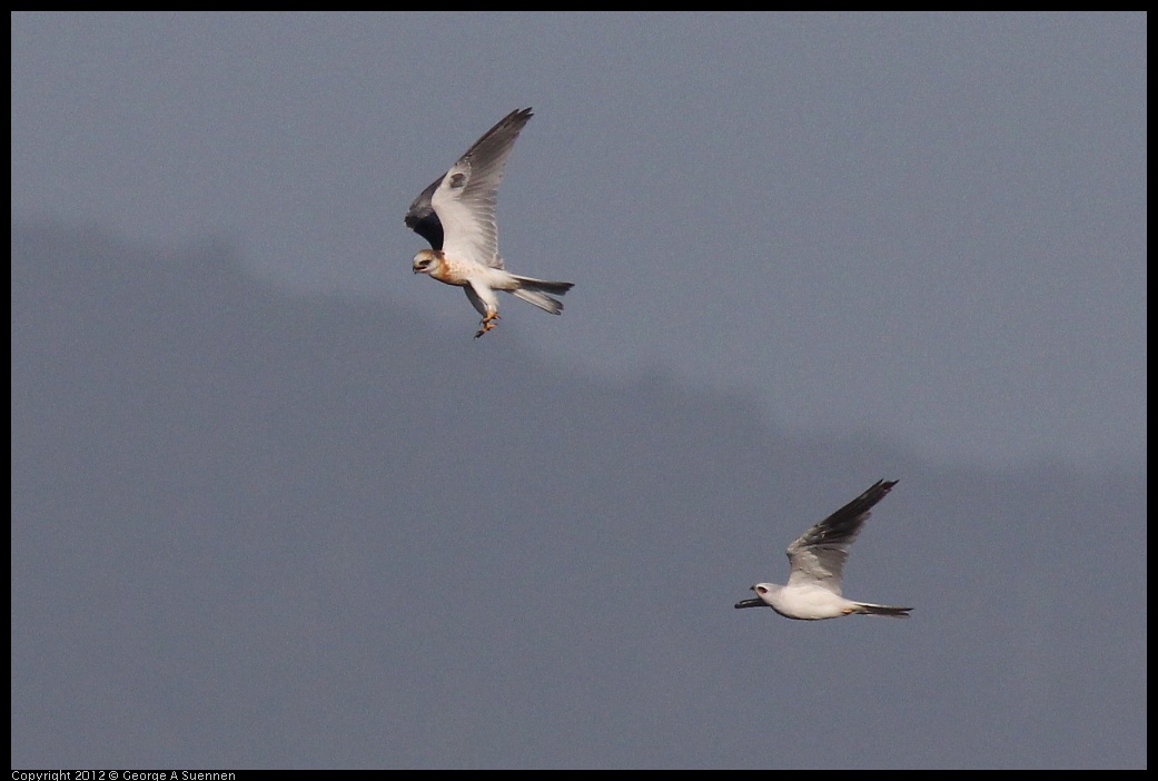 0703-070412-04.jpg - White-tailed Kite