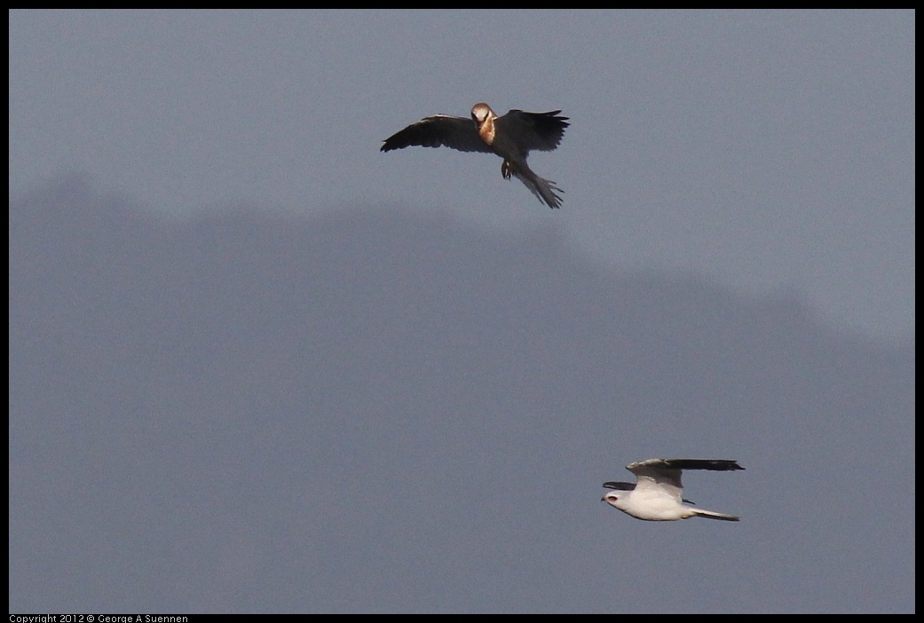 0703-070412-05.jpg - White-tailed Kite