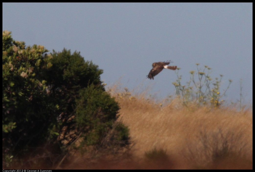 0703-073623-01.jpg - Northern Harrier (Id purposes only)