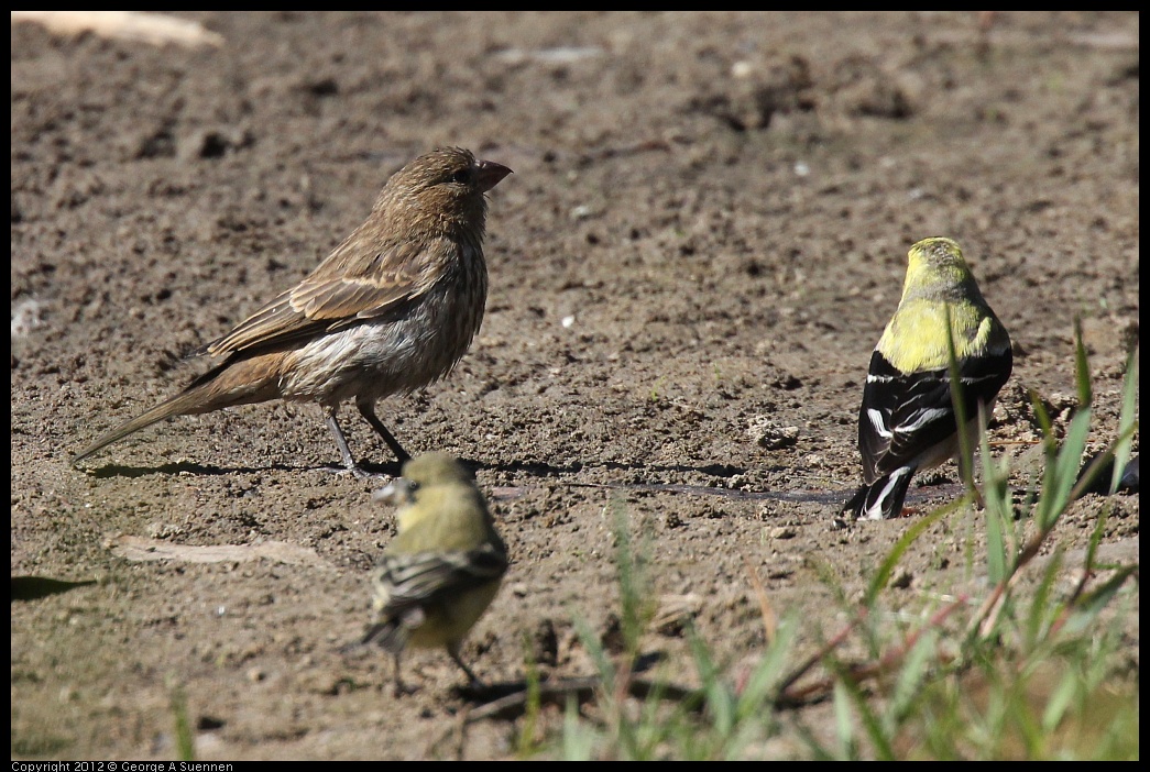 0703-083749-04.jpg - American Goldfinch and House Finch