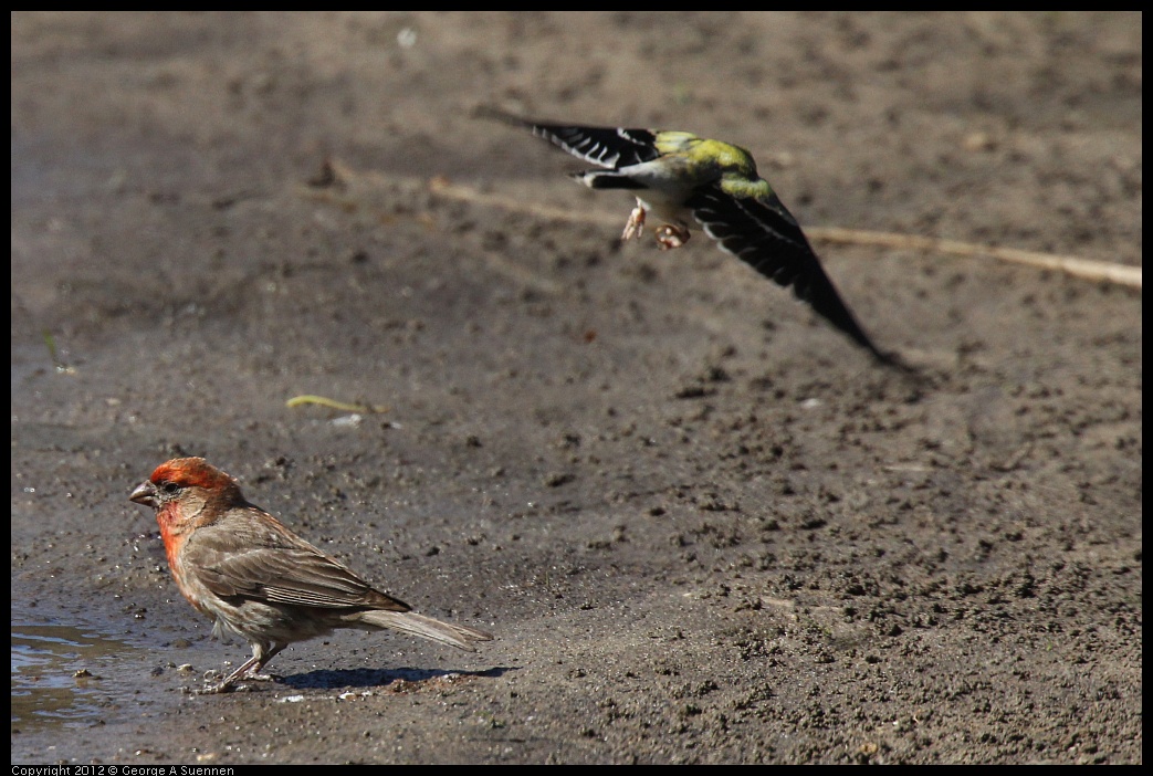 0703-083750-01.jpg - American Goldfinch and House Finch