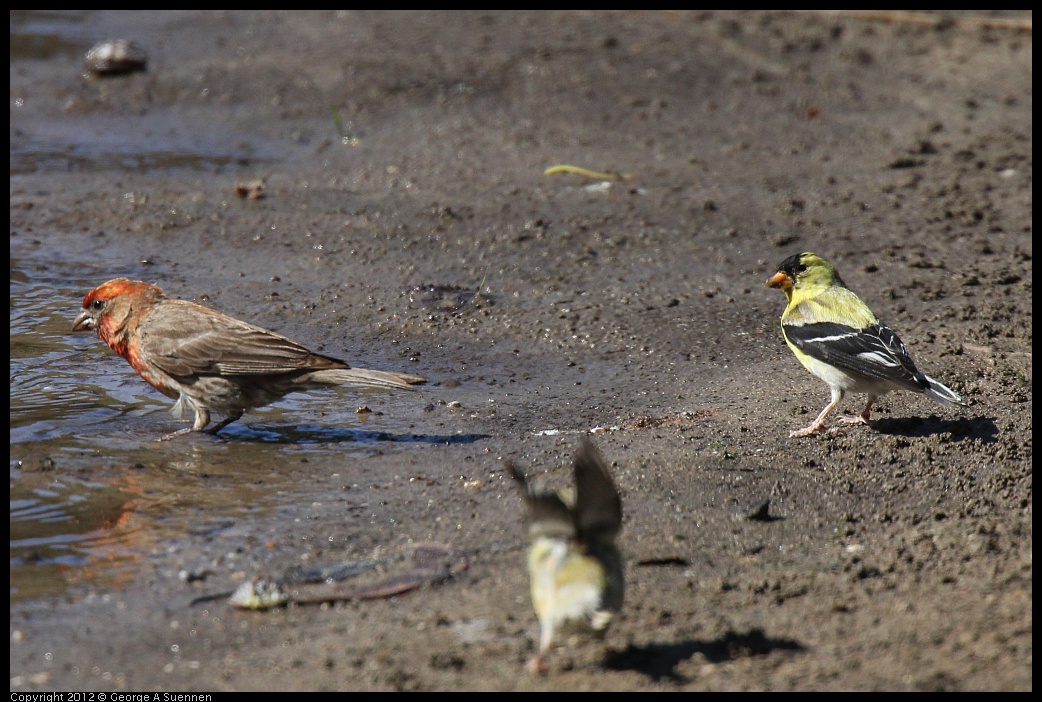 0703-083751-02.jpg - American Goldfinch and House Finch