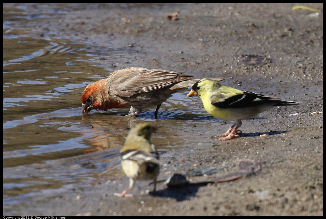 0703-083753-02.jpg - American Goldfinch and House Finch