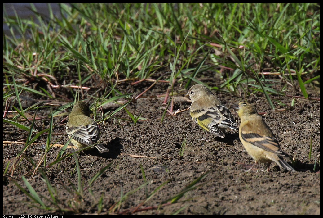 0703-083954-02.jpg - American and Lesser Goldfinch