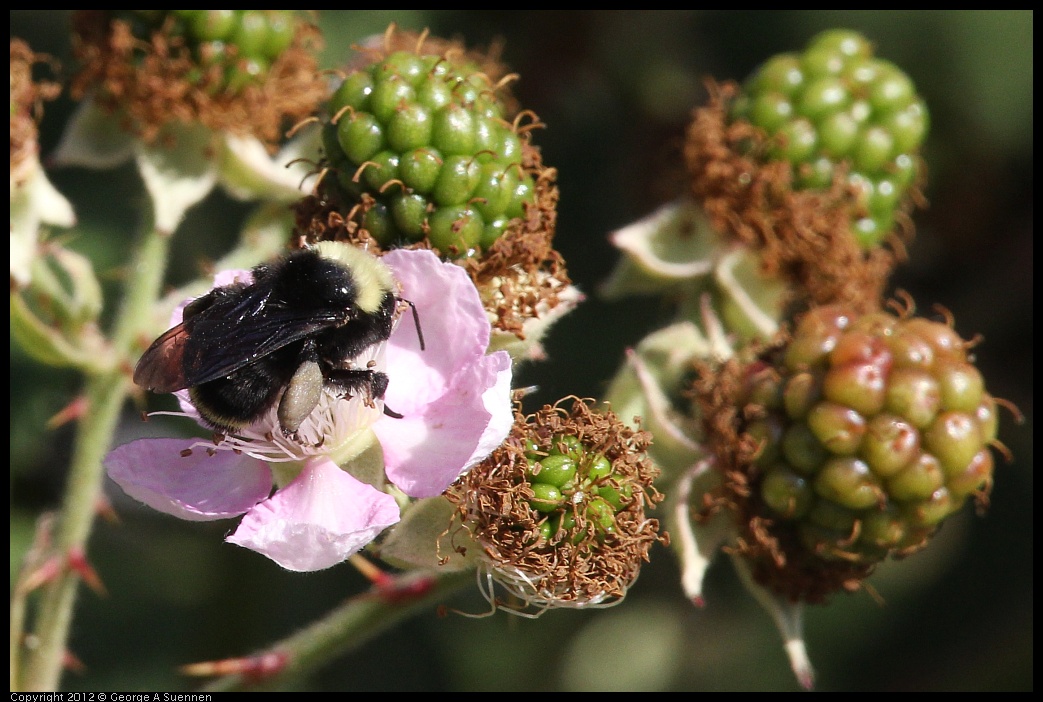0704-163731-02.jpg - Blackberry Flower with Bumblebee