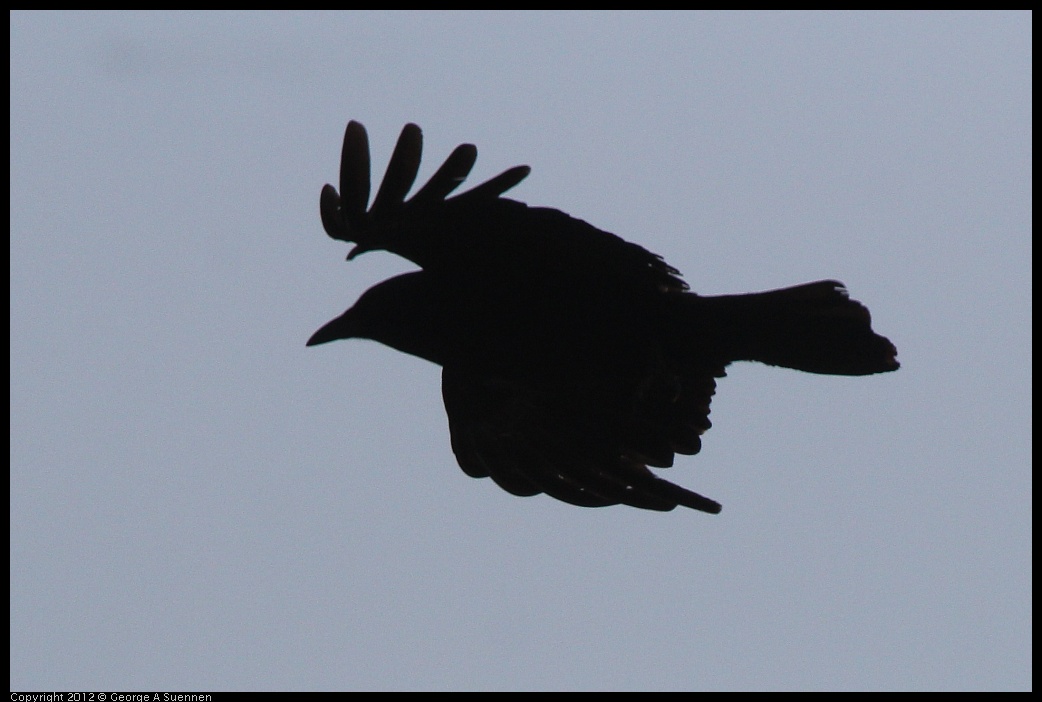 0704-164151-04.jpg - American Crow